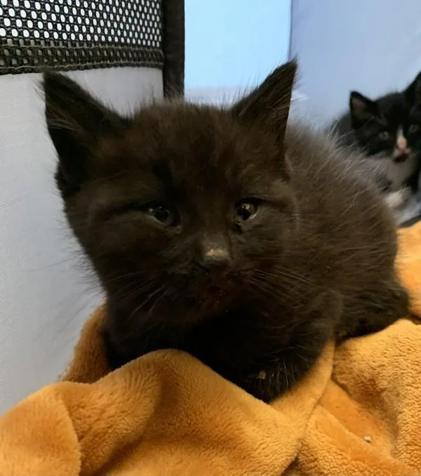 A baby small-sized male Domestic Short Hair cat named Gomez for adoption in Santa Rosa, CA