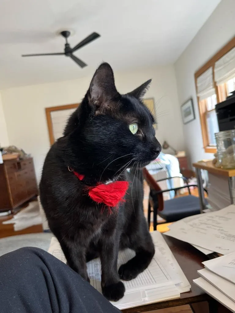 A young medium-sized female Domestic Short Hair cat named Pip for adoption in Minneapolis, MN