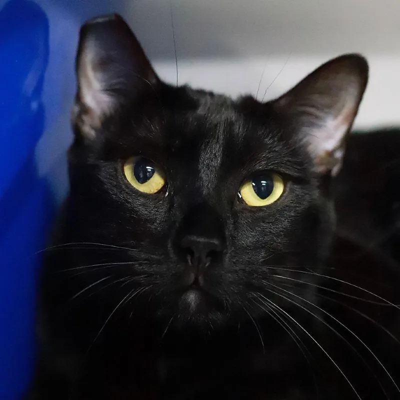 Sir Moosalot thumbnail 2