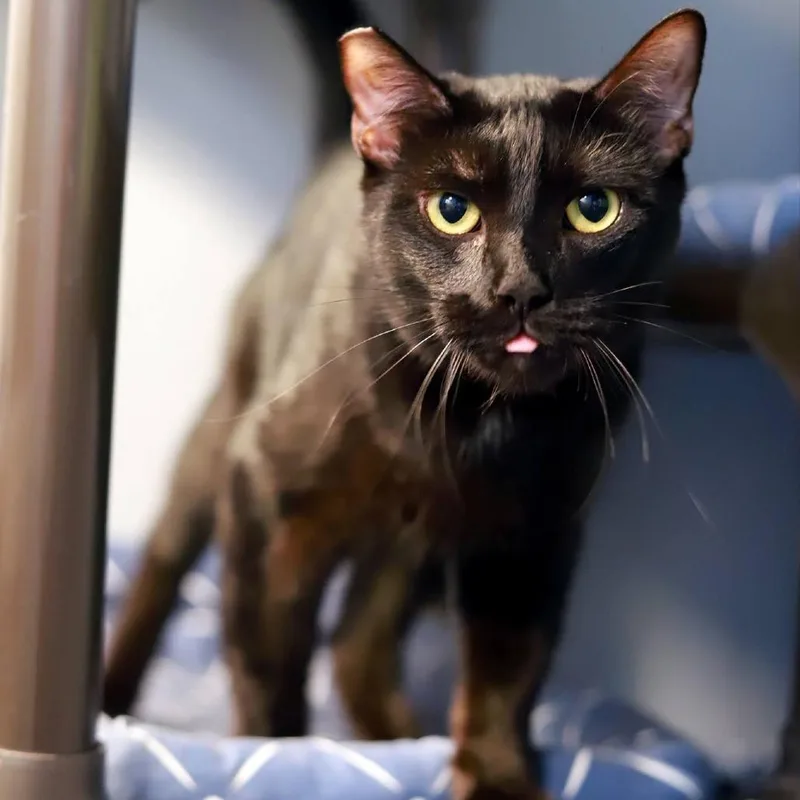 Sir Moosalot thumbnail 3