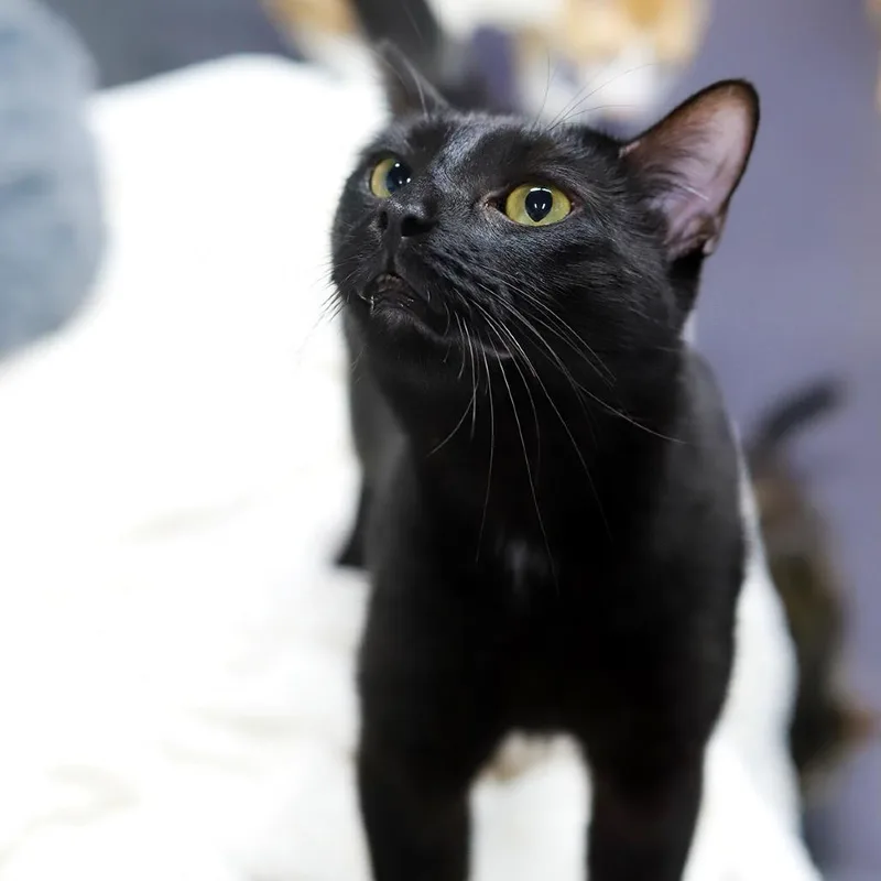 Sir Moosalot thumbnail 4