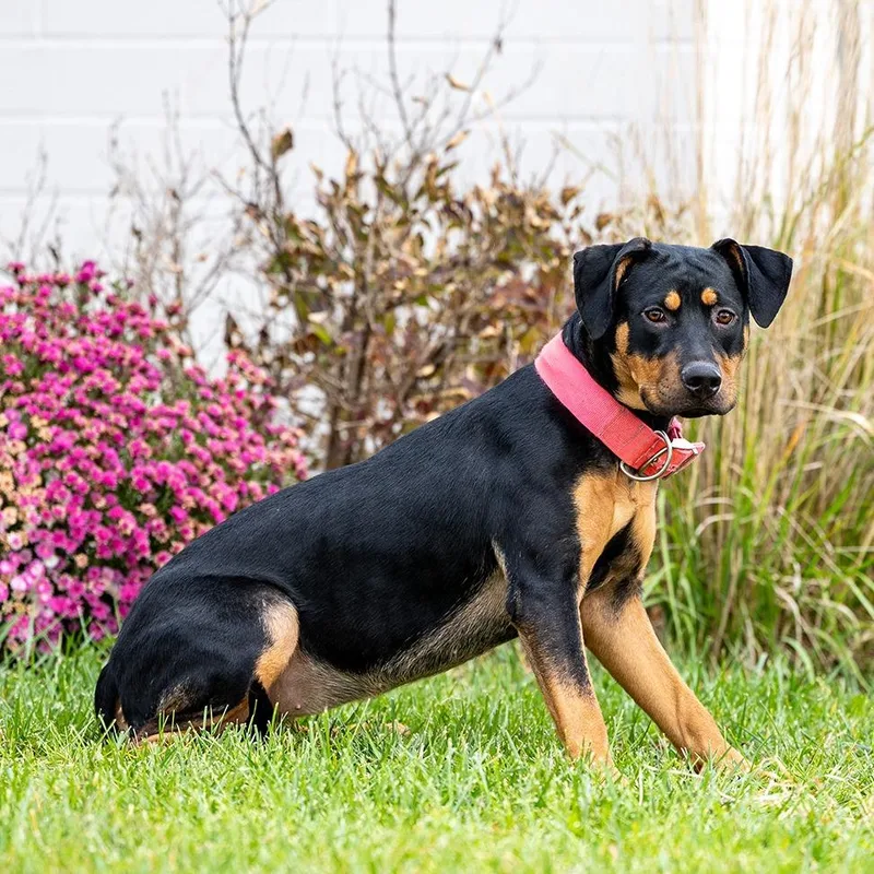 A young medium-sized female Black Rottweiler dog named Mariah for adoption in Council Bluffs, IA