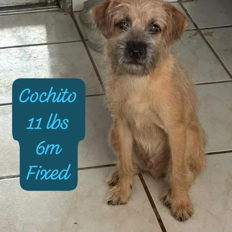 A young small-sized male Yellow / Tan / Blond / Fawn Mixed Breed dog named Cochito for adoption in Englewood, FL