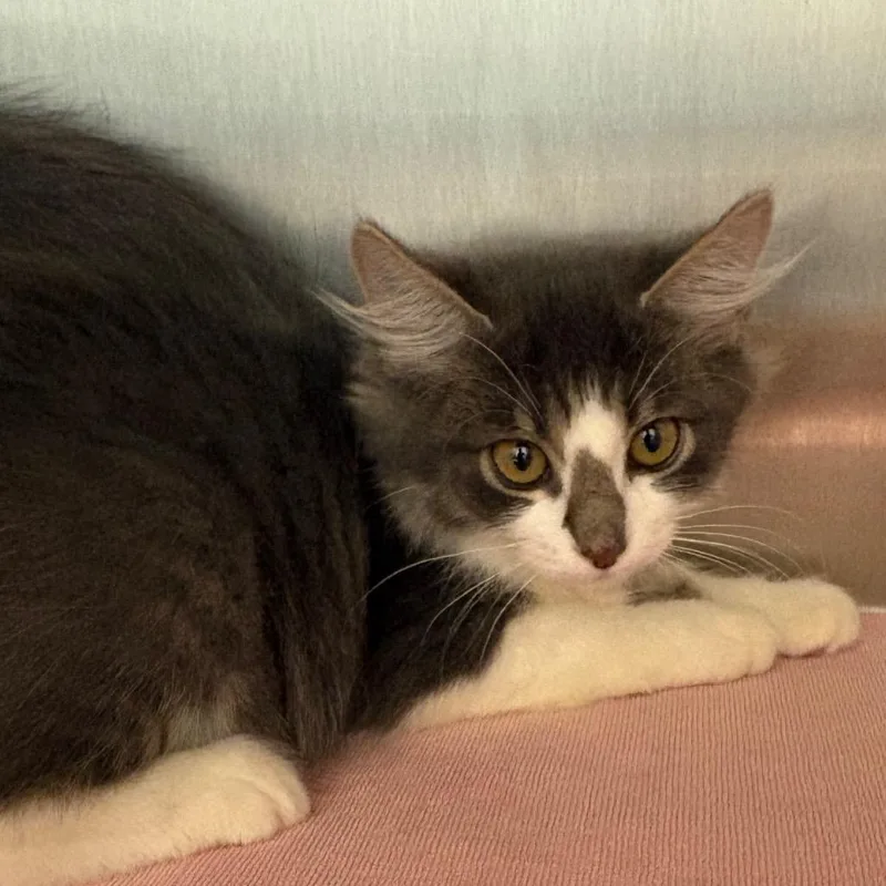 A baby small-sized female Gray / Blue / Silver Domestic Medium Hair cat named Lily for adoption in Englewood, FL