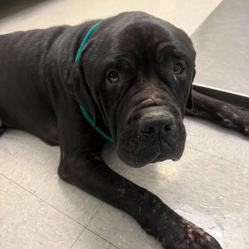 An adult large-sized male Black Mastiff dog named Moose for adoption in Bastrop, TX