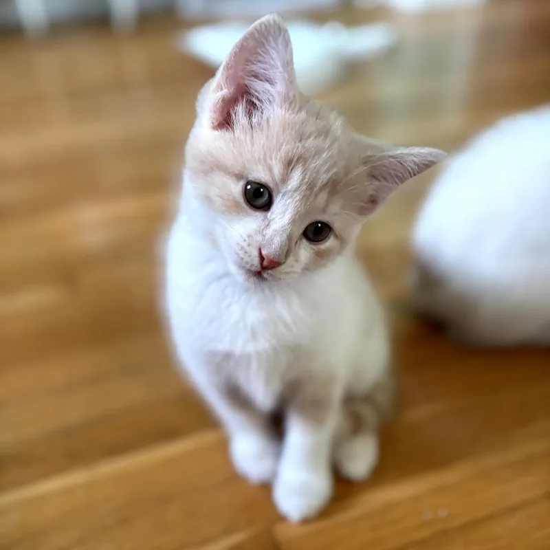 A baby small-sized female White Domestic Short Hair cat named Bumblebee for adoption in Lexington, KY