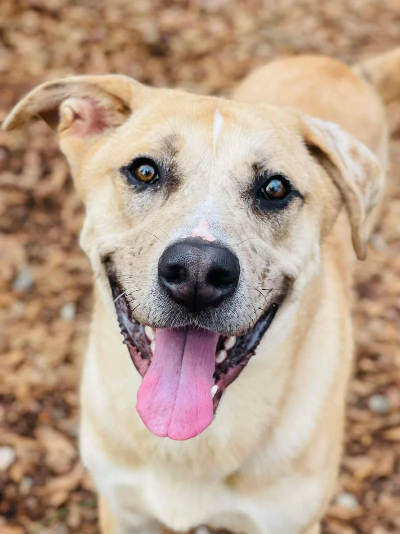 A young large-sized male Anatolian Shepherd dog named Crescent for adoption in Social Circle, GA