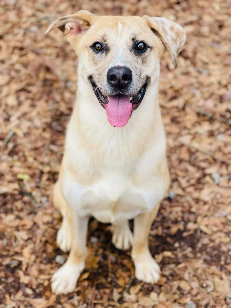 Crescent thumbnail 2