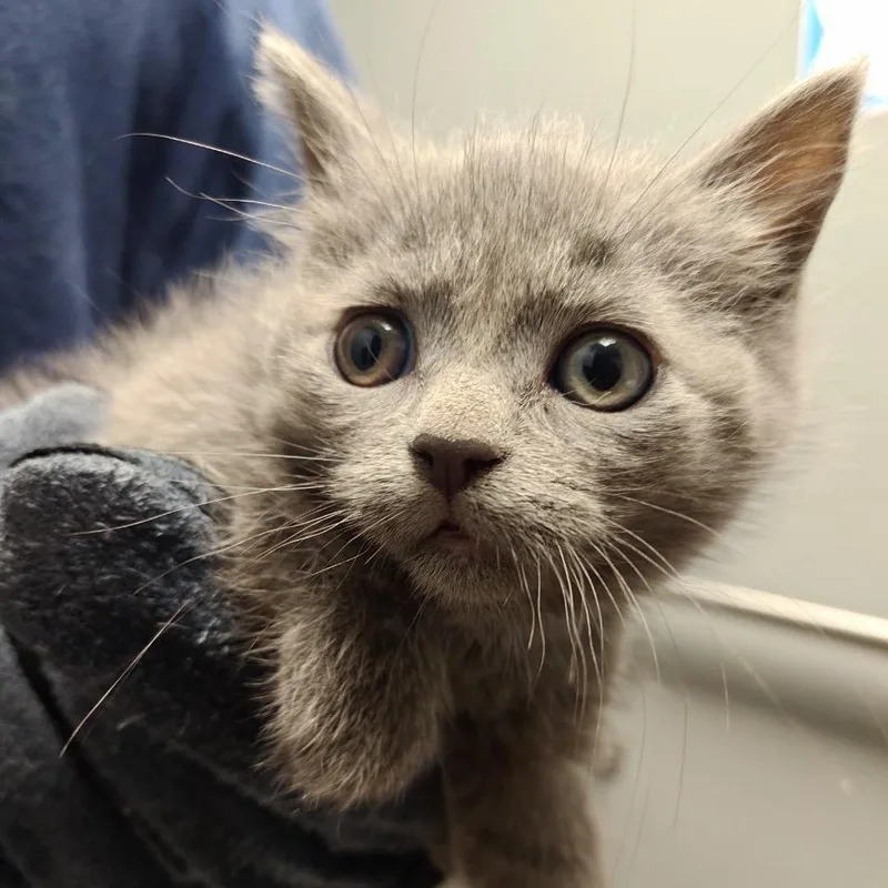 A baby small-sized male Gray / Blue / Silver Domestic Short Hair cat named Rain for adoption in Allentown, PA