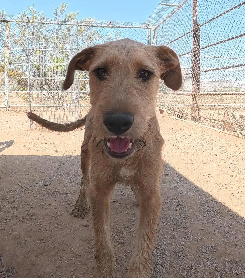 A young medium-sized male Airedale Terrier dog named Oliver for adoption in Queen Creek, AZ