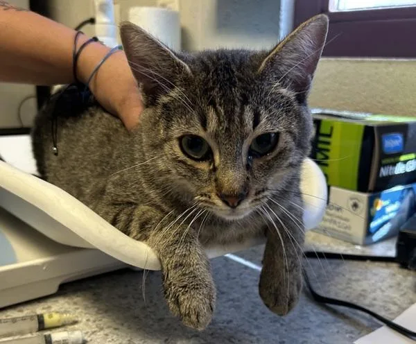 An adult medium-sized female Domestic Short Hair cat named Mistystar for adoption in Salt Lake City, UT