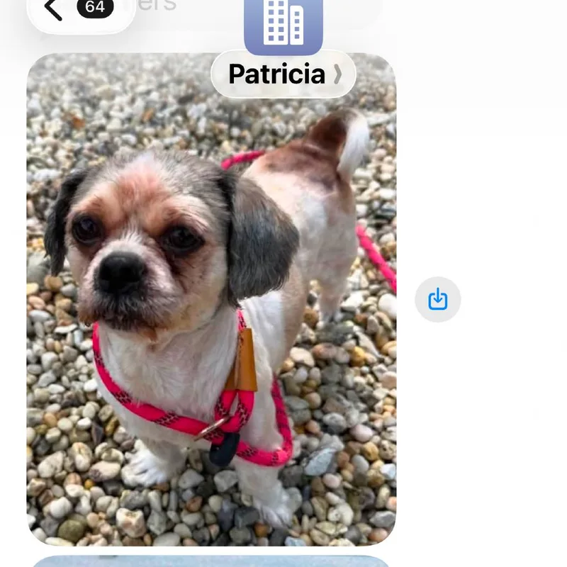 An adult small-sized male Shih Tzu dog named Bowie for adoption in Tunkhannock, PA
