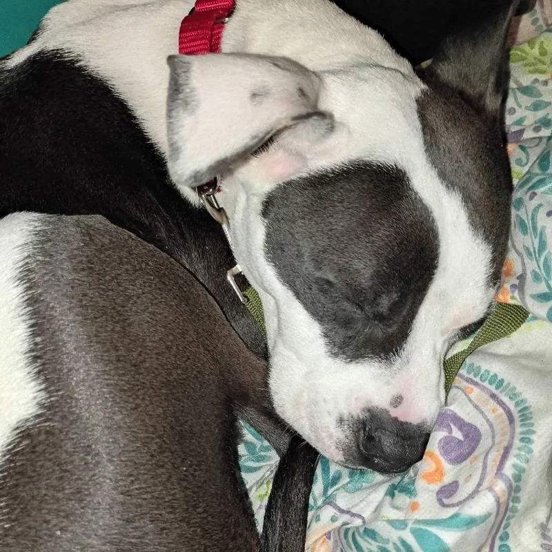A young medium-sized male White / Cream Pit Bull Terrier dog named Seltzer for adoption in West Chester, PA