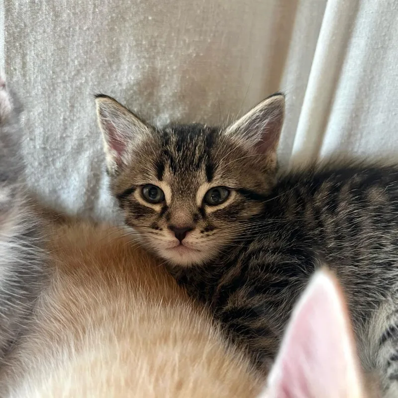 A baby small-sized male Brown / Chocolate Domestic Short Hair cat named Gumball for adoption in Oakton, VA