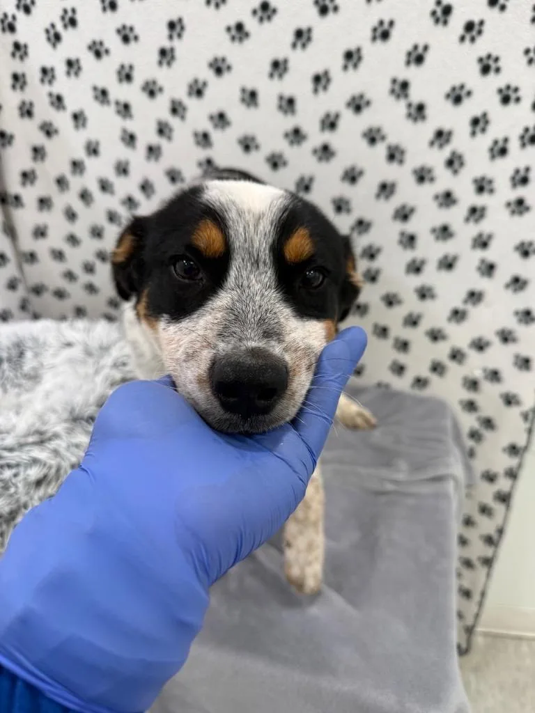 A baby medium-sized male Australian Cattle Dog / Blue Heeler dog named Dubhe for adoption in Brookings, OR