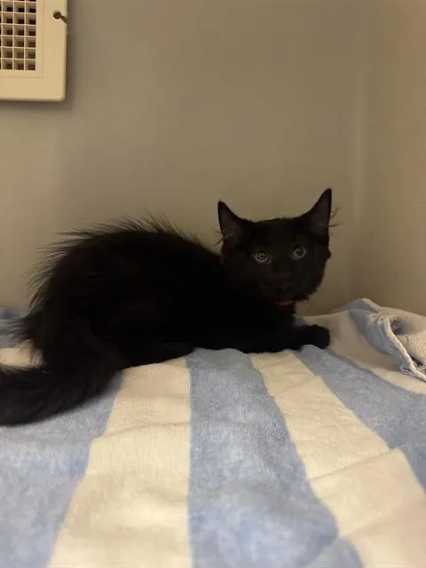 A baby small-sized female Domestic Long Hair cat named Fish Mold for adoption in Statesville, NC