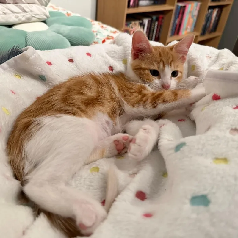 A baby small-sized female Orange / Red Domestic Short Hair cat named Aiole for adoption in Long Beach, CA