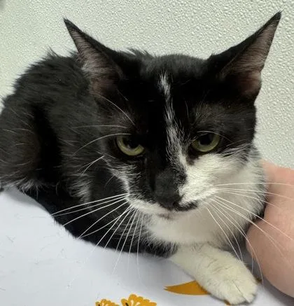 Mittens