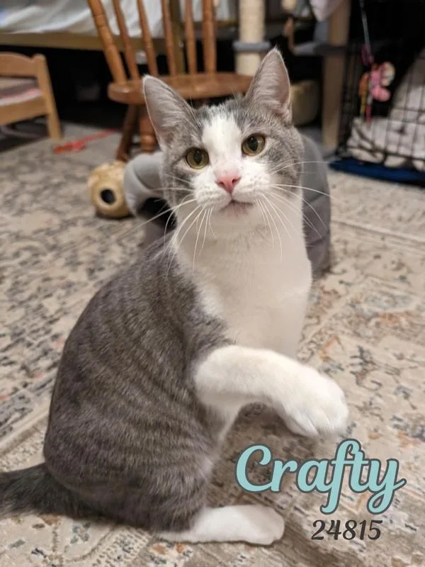 An adult medium-sized male Domestic Short Hair cat named Crafty for adoption in Oak Ridge, TN