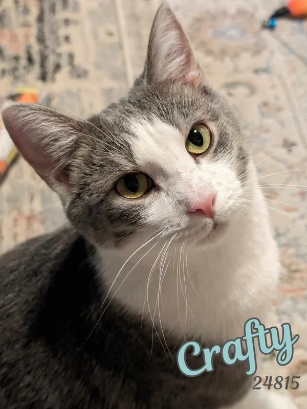 Crafty thumbnail 4
