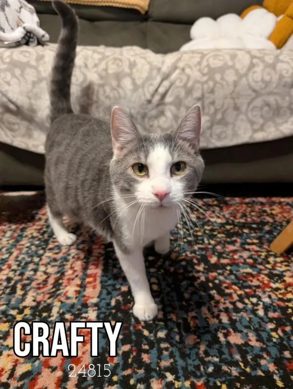 Crafty thumbnail 5