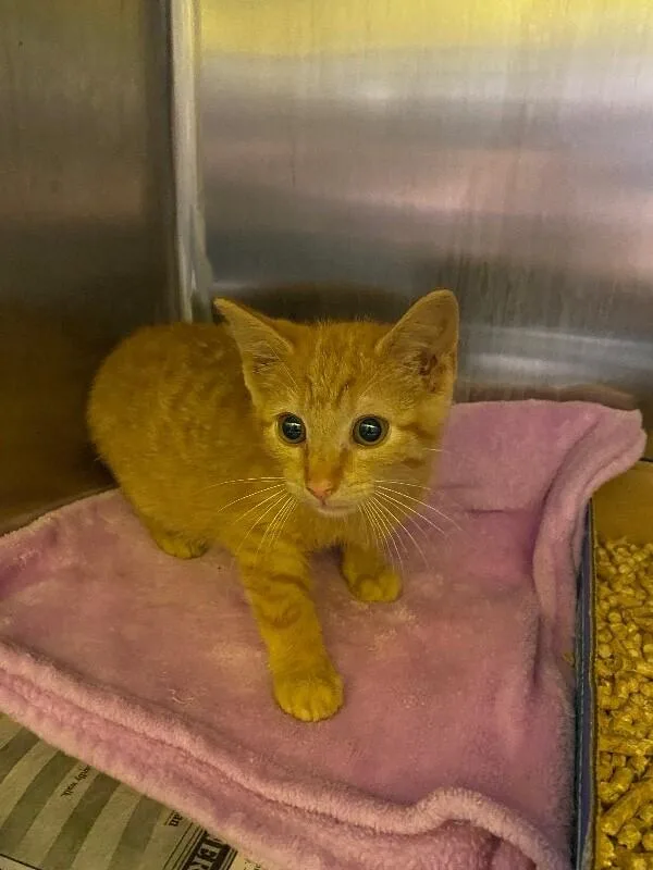 A young medium-sized male Orange / Red Domestic Short Hair cat named Bean Stalk for adoption in Jackson, TN