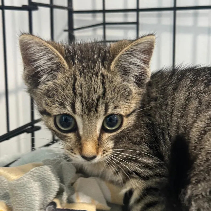 A baby small-sized female American Shorthair cat named Bright Eyes for adoption in Danbury, CT
