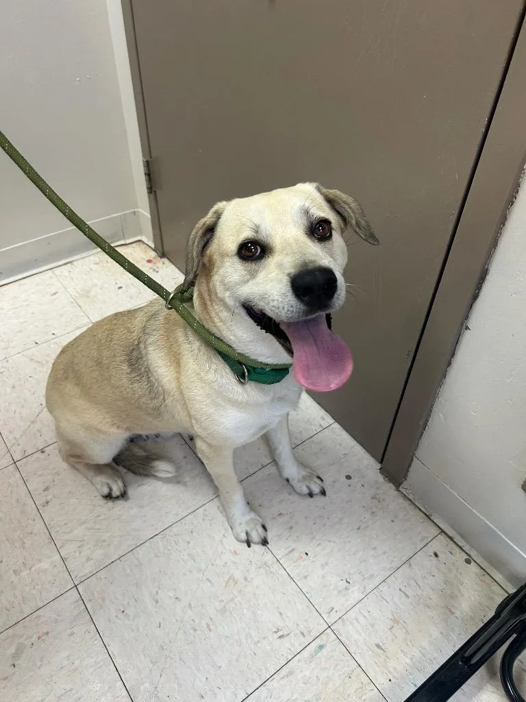 An adult medium-sized female Pit Bull Terrier dog named Luna for adoption in New Manchester, WV