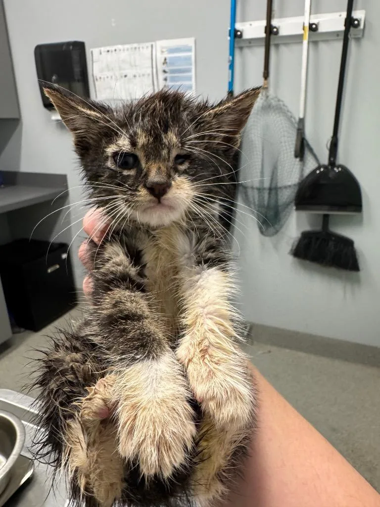 A baby medium-sized male Domestic Short Hair cat named Peace for adoption in Bloomington, IN