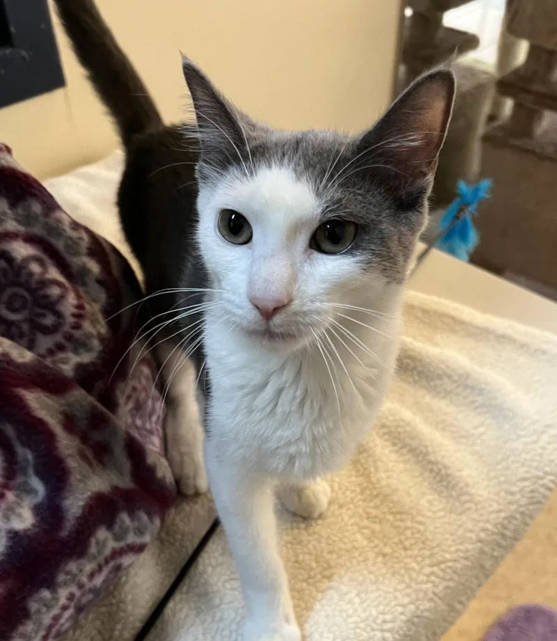 A young medium-sized female Gray & White Domestic Short Hair cat named Twiggy for adoption in Blasdell, NY