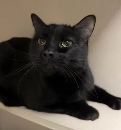 Pooh & Piglet Bonded