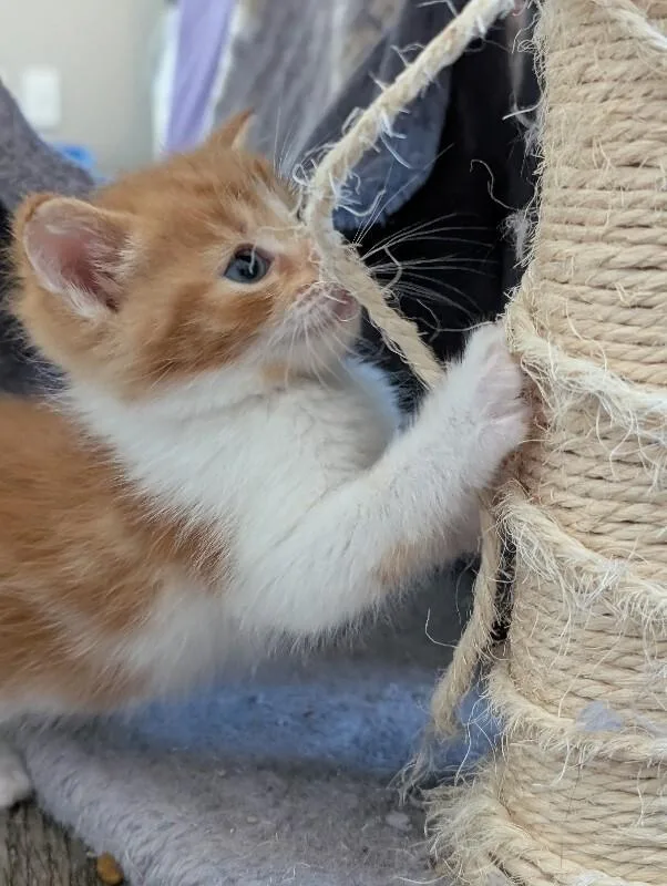 A young medium-sized male Orange / Red Domestic Short Hair cat named Bubbles for adoption in Adrian, MI