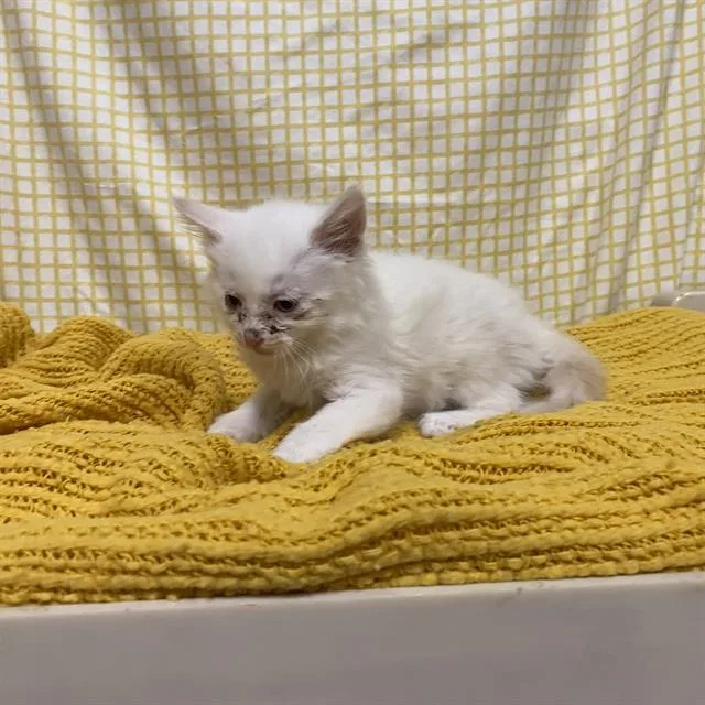 A baby small-sized male Domestic Long Hair cat named A for adoption in Modesto, CA