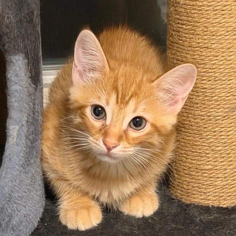 A baby small-sized male Orange / Red Domestic Short Hair cat named Sebastian for adoption in Huntsville, AL