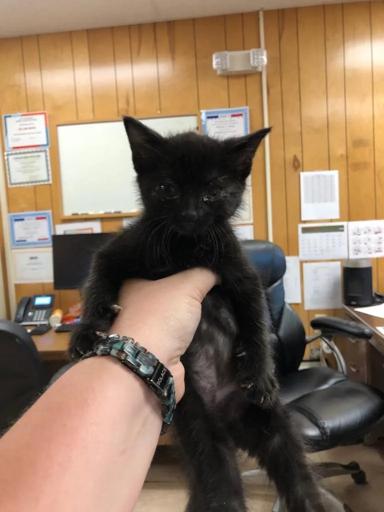 A baby medium-sized male Domestic Short Hair cat named Maple for adoption in Benton, AR