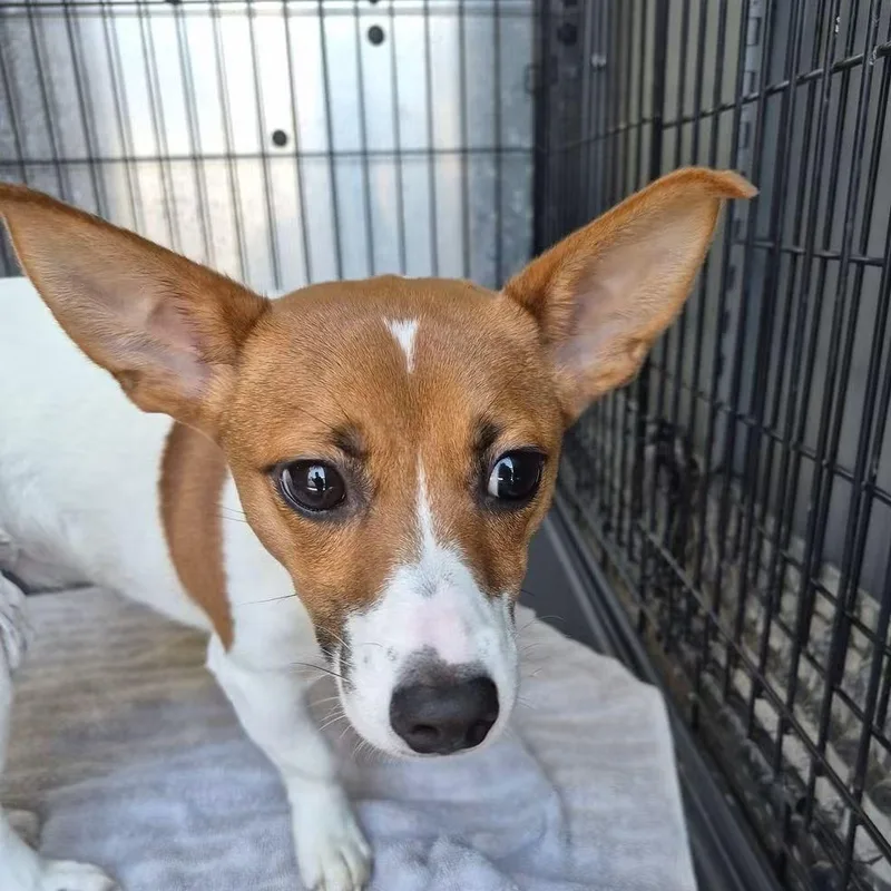 A young small-sized female White / Cream Jack Russell Terrier dog named Princess Peach for adoption in Baltimore, MD