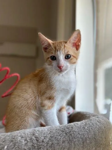 A young medium-sized male Orange & White Domestic Short Hair cat named Tigger for adoption in Marshall, TX