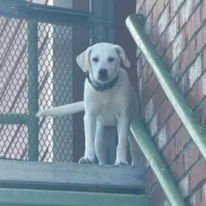 A young medium-sized female White / Cream Labrador Retriever dog named Mizz Vivvy for adoption in Unionville, CT