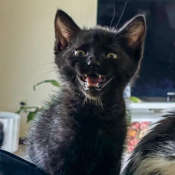 A baby small-sized male Domestic Short Hair cat named Bugs for adoption in Des Moines, IA