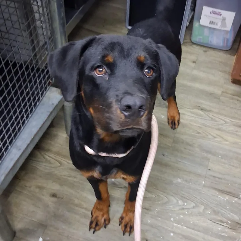 A young medium-sized male Black Mixed Breed dog named Charmin for adoption in Summerville, SC
