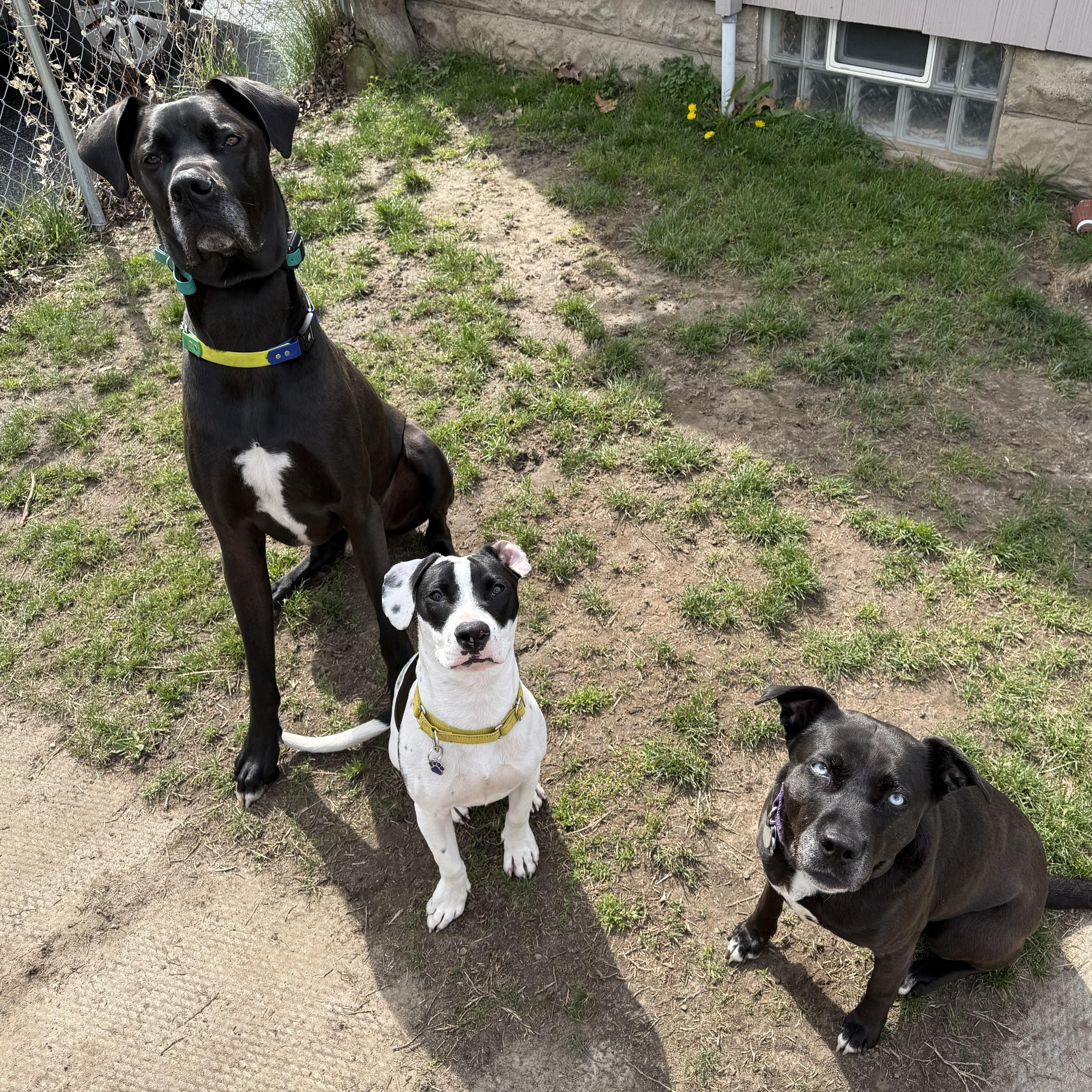 A young medium-sized male Pit Bull Terrier dog named Turbo for adoption in Albion, NY