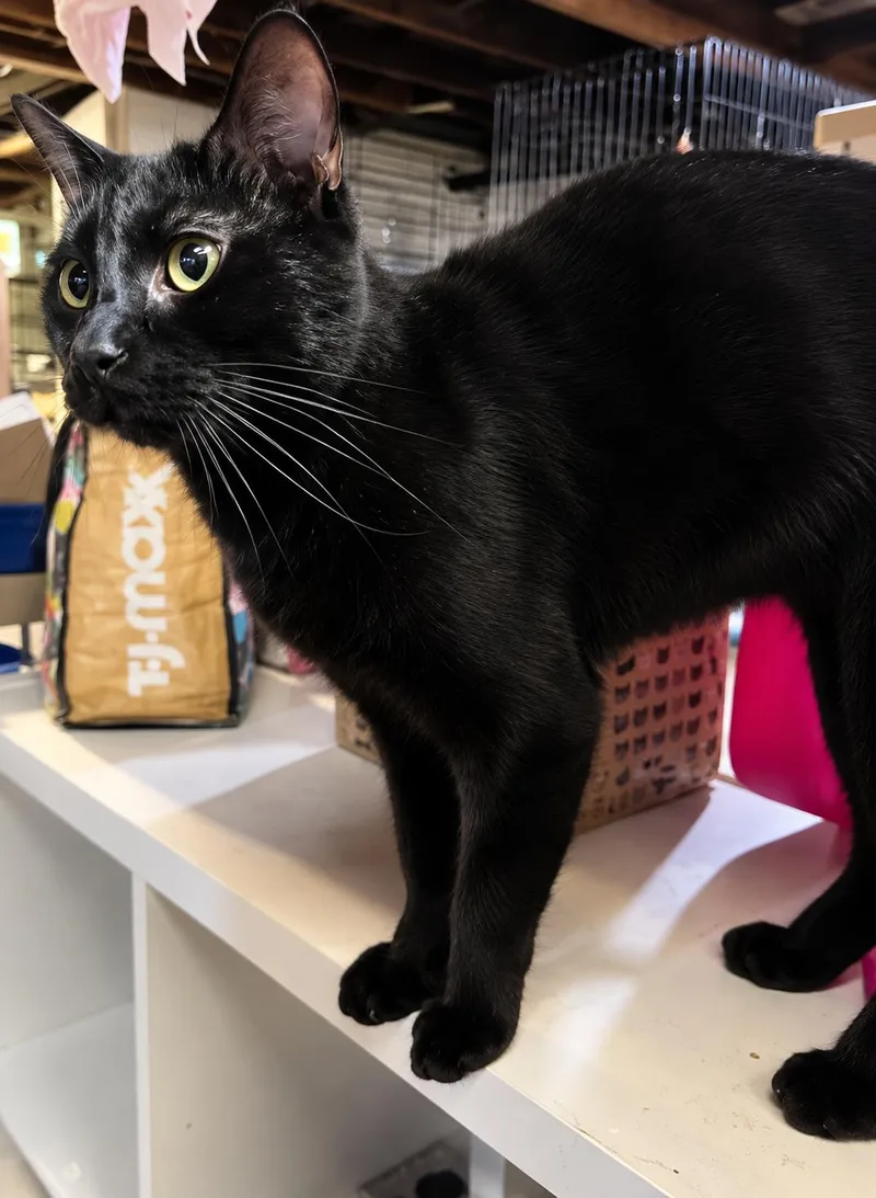 An adult medium-sized male Black Domestic Short Hair cat named TonyGorgeous Panther Boy for adoption in Bloomfield, NJ