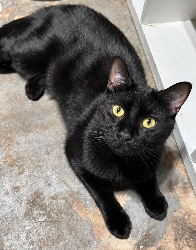 TonyGorgeous Panther Boy thumbnail 2
