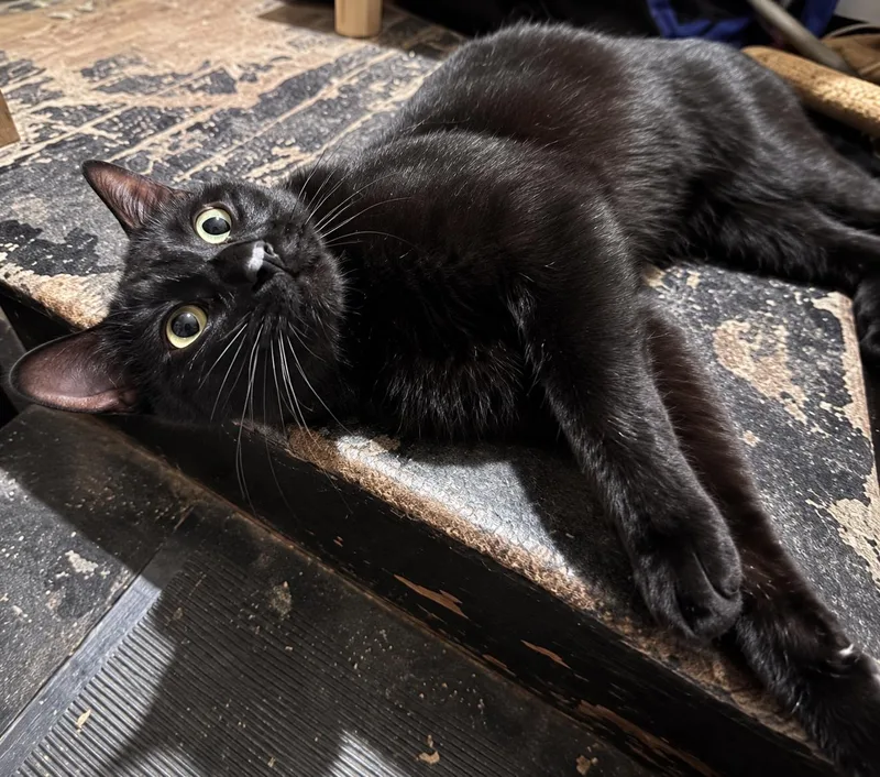 TonyGorgeous Panther Boy thumbnail 3