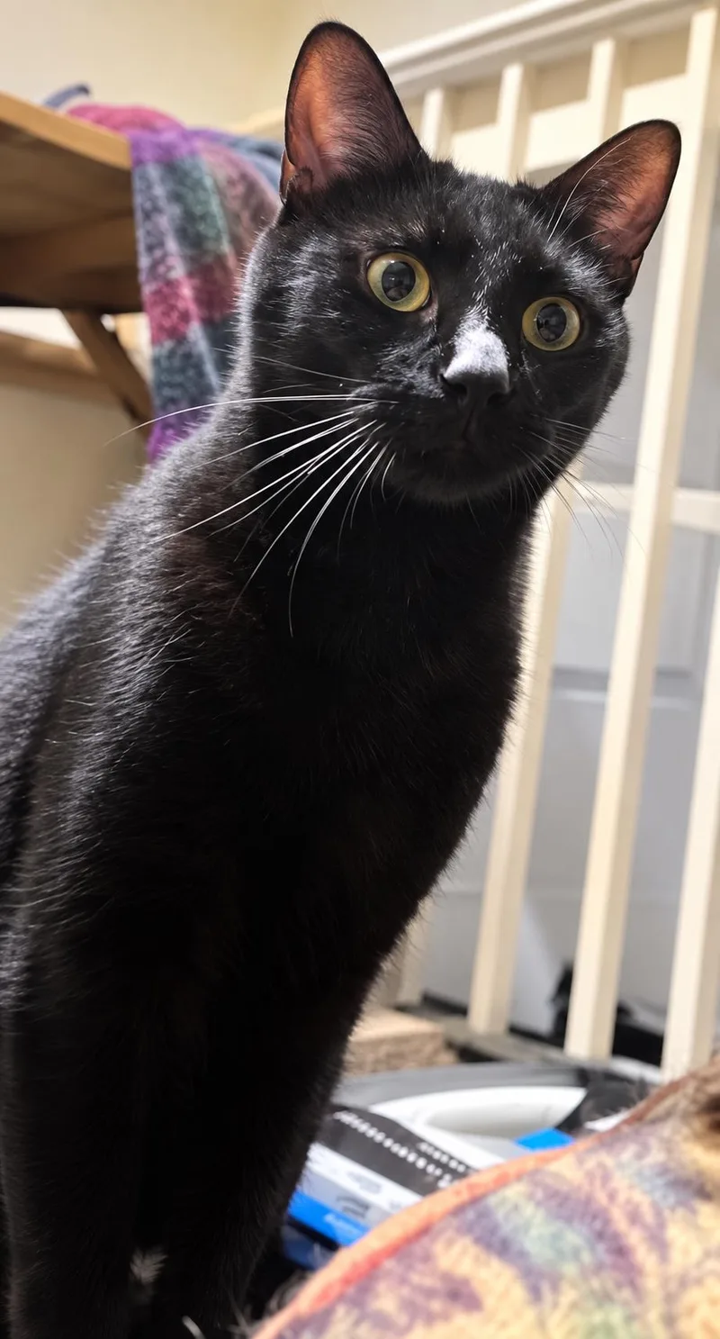 TonyGorgeous Panther Boy thumbnail 5