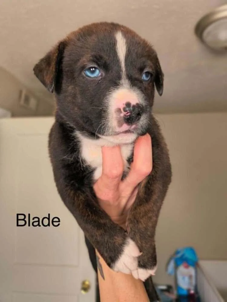 A baby small-sized male Tricolor (Brown, Black, & White) Pit Bull Terrier dog named Blade for adoption in Indianapolis, IN