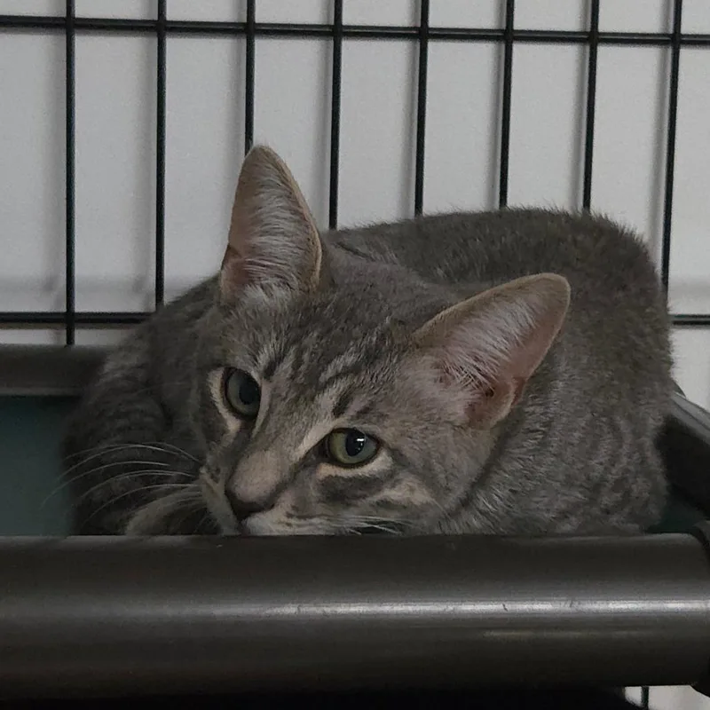 A baby small-sized male Gray / Blue / Silver Domestic Short Hair cat named Lichen for adoption in Jessup, MD