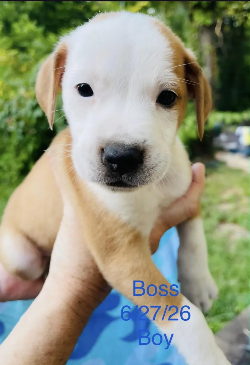 A baby small-sized male Australian Cattle Dog / Blue Heeler dog named Boss for adoption in Welling, OK