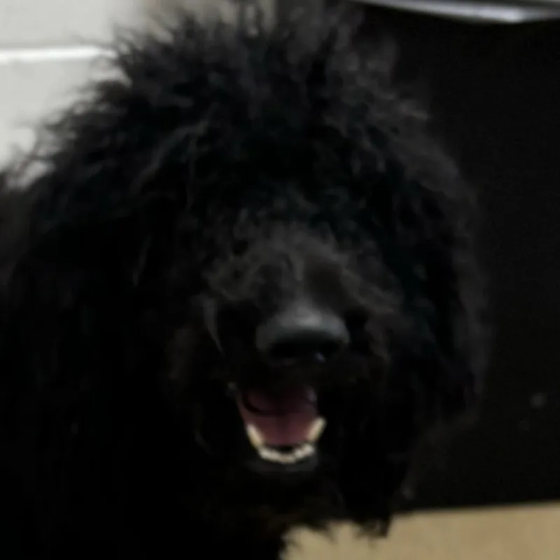 Marley
