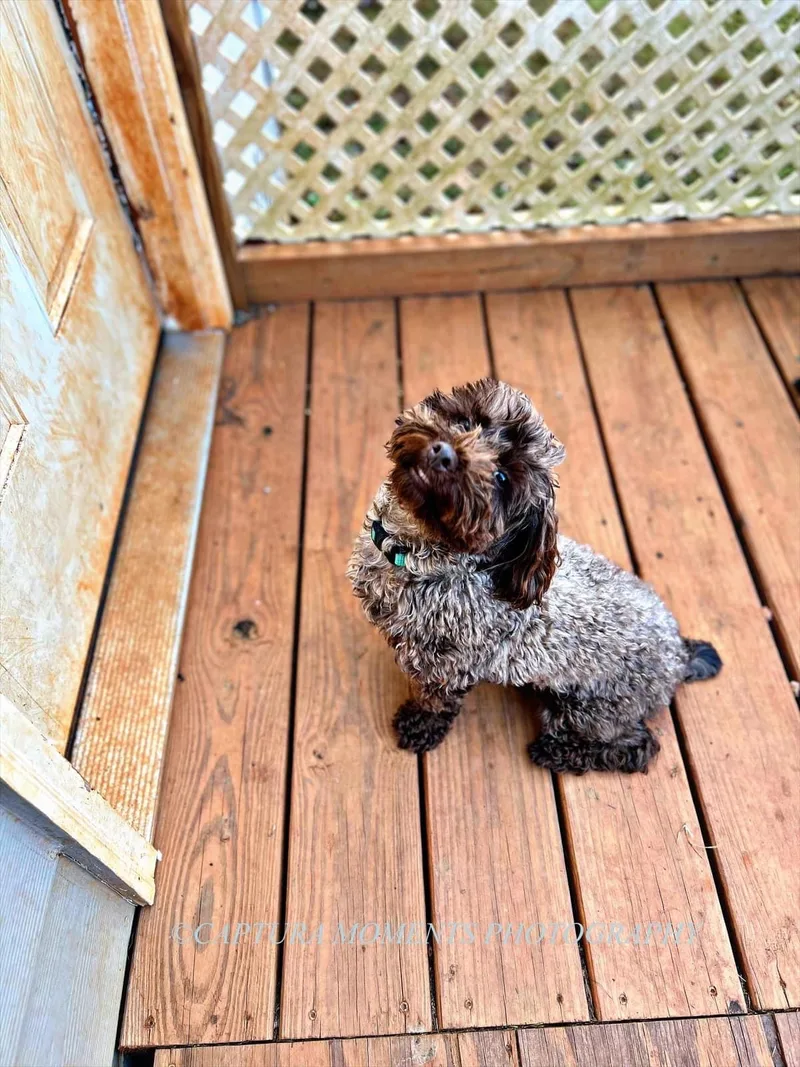 Cooper thumbnail 5
